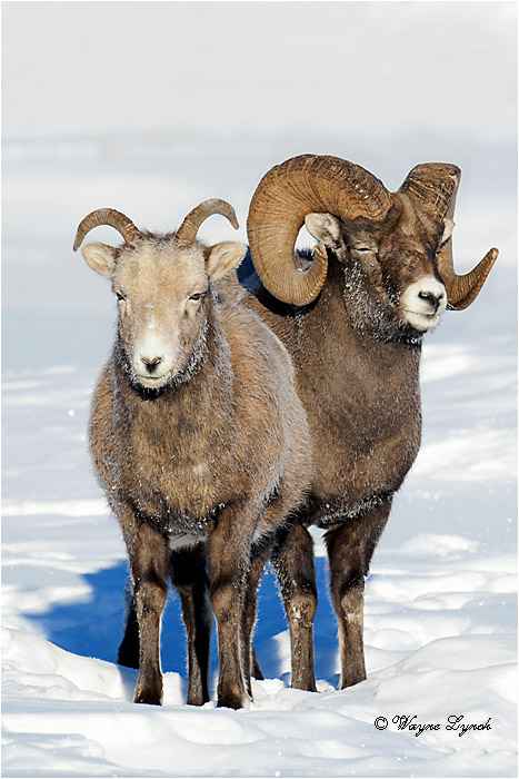 Bighorn Sheep Ram & Ewe Courting 135 by Dr. Wayne Lynch &copy;
